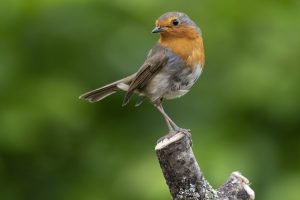 robin in the wood wildlife photography course