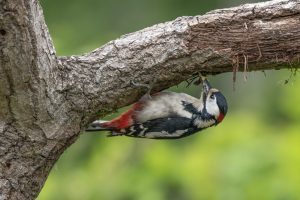 woodpecker photography workshop