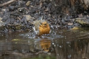 robin having a bath