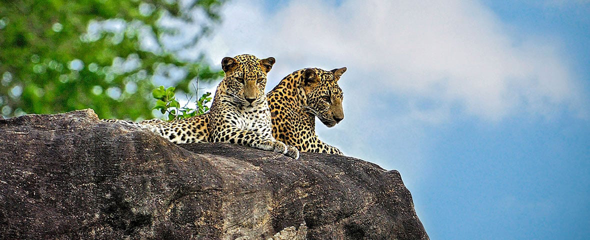 Discover the Ultimate Wildlife Photography Adventure in Sri Lanka with Imber Court Photo Training – March 2025