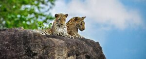 Leopards sri lanka